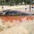 Baleia é encontrada morta em praia de Porto de Pedras, Alagoas