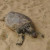 Tartaruga é encontrada morta na Praia de Barra Grande, em Maragogi