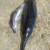 Golfinhos são encontrados mortos na praia de Japaratinga