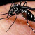 Governo de AL oficializa situação de emergência contra Aedes aegypti