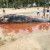 Baleia é encontrada morta em praia de Porto de Pedras, Alagoas