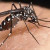 Alagoas tem 'Dia D' de combate ao Aedes aegypti neste sábado
