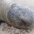 Tartaruga marinha de mais de um metro é encontrada morta no Jaraguá