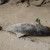 Golfinho é encontrado morto na Praia de Maragogi